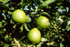 lime tree.gif (46222 bytes)